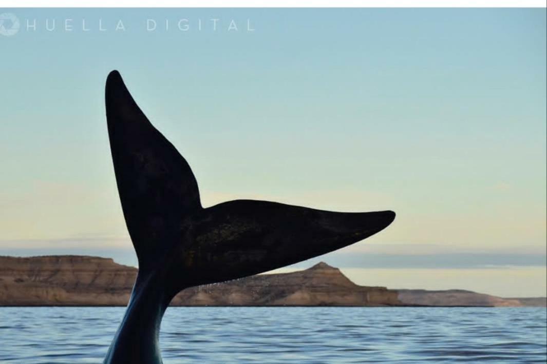 Appartamento Alem Puerto Madryn Esterno foto